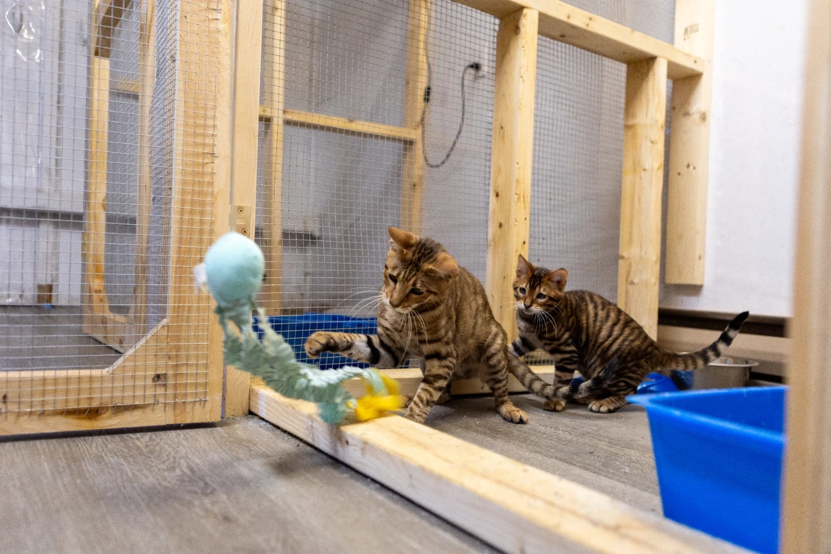 Bebe Bebe Toyger Kitten for Adoption Paradise Toygers